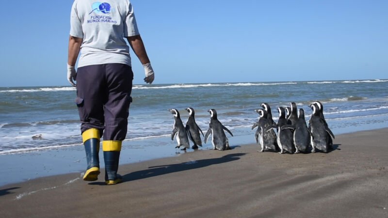 Se realizó una capacitación para agentes de rescate de fauna marina en La Costa