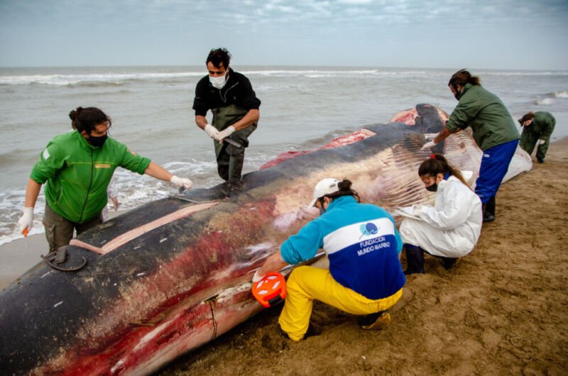 La Costa | La Dirección de Playa y Ambiente trabaja en una ballena varada en Costa Esmeralda