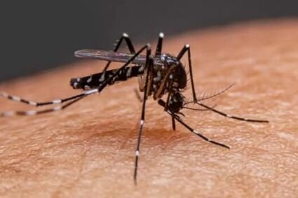 Los ministros de Salud provinciales se reunieron para tomar acciones frente al brote de dengue